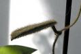 Hoya aff. thomsonii (EPC 215) 21.02.2017 006