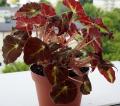 Begonia bowerae 10.06.2021 005