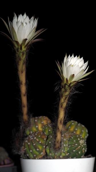 Echinopsis subdenudata 4.08.2019