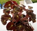 Begonia bowerae 10.06.2021 002